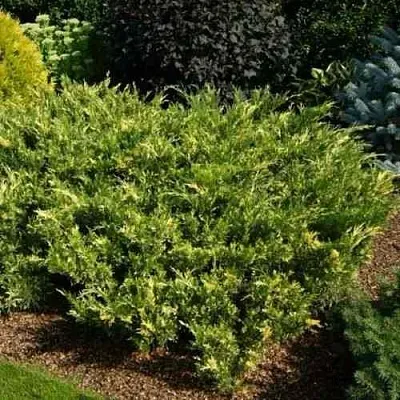 Можжевельник ВАРИЕГАТА казацкий  Можжевельник ВАРИЕГАТА казацкий в Иваново