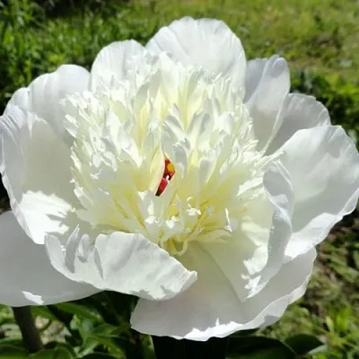 Пион ИММАКУЛИ травянистый  Пион ИММАКУЛИ травянистый в Иваново