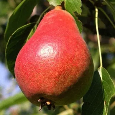 Груша НАРЯДНАЯ ЕФИМОВА  Груша НАРЯДНАЯ ЕФИМОВА в Иваново