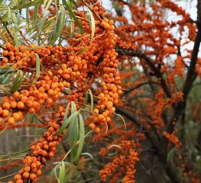Облепиха СЕРАФИМА  Облепиха СЕРАФИМА в Иваново