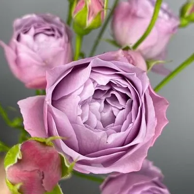 Саженцы роз ЛАВЕНДЕР БАБЛС спрей  Саженцы роз ЛАВЕНДЕР БАБЛС спрей в Иваново