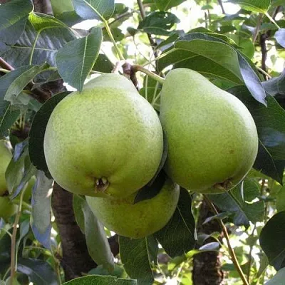 Груша МАСЛЯНИСТАЯ ЛЕТНЯЯ  Груша МАСЛЯНИСТАЯ ЛЕТНЯЯ в Иваново