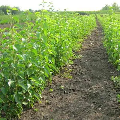 Подвой черешни ДИКАЯ ЧЕРЕШНЯ в Иваново