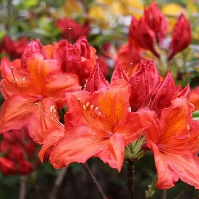 Азалия ЛИЛИНШТЕЙН японская  Азалия ЛИЛИНШТЕЙН японская в Иваново