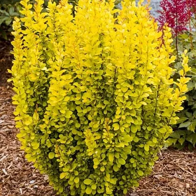 Барбарис ГОЛДЕН ТОРЧ тунберга  Барбарис ГОЛДЕН ТОРЧ тунберга в Иваново