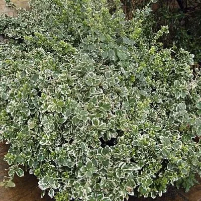 Бересклет ЭМЕРАЛЬД ГАИТИ форчуна  Бересклет ЭМЕРАЛЬД ГАИТИ форчуна в Иваново