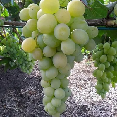 Виноград ФРУМОАСА АЛБЭ в Иваново