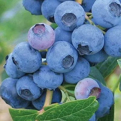 Голубика ЭРЛИБЛЮ в Иваново