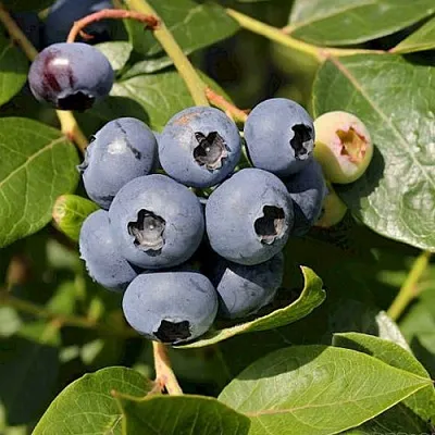 Голубика ШАНТЕКЛЕР в Иваново