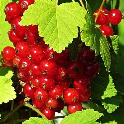 Смородина красная ГАЗЕЛЬ в Иваново