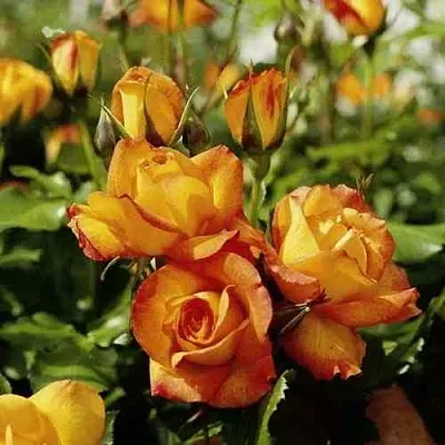 Саженцы роз САХАРА плетистая  Саженцы роз САХАРА плетистая в Иваново