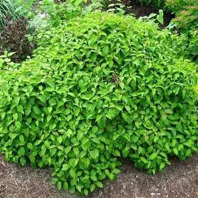 Дерен КЕЛСЕИ шелковистый   Дерен КЕЛСЕИ шелковистый  в Иваново