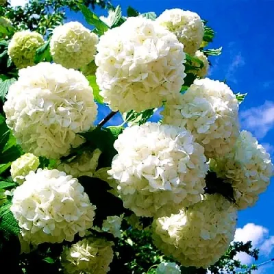 Калина БУЛЬДЕНЕЖ — описание сорта Калина БУЛЬДЕНЕЖ в Иваново