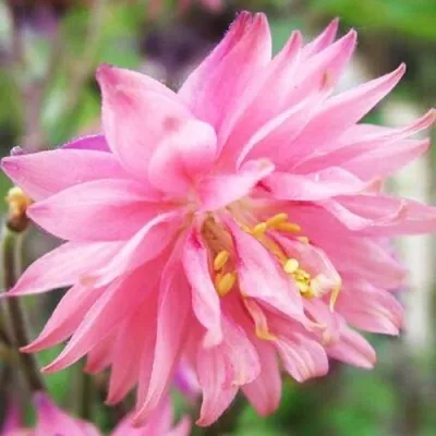 Аквилегия БАРЛОУ ПИНК гибрид МакКаны — описание сорта Аквилегия БАРЛОУ ПИНК гибрид МакКаны в Иваново