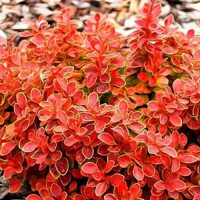 Барбарис КОРАЛ тунберга  Барбарис КОРАЛ тунберга в Иваново