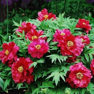 Пион КРАСНЫЙ ЛОТОС древовидный в Иваново