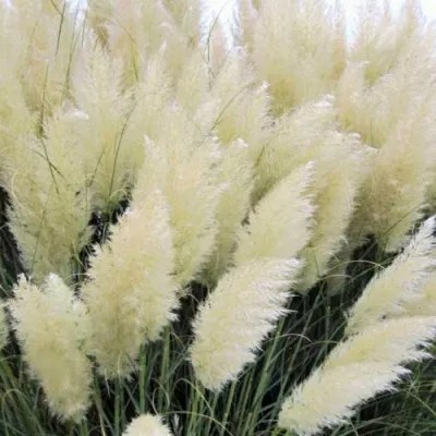 Кортадерия белая (пампасная трава) в Иваново