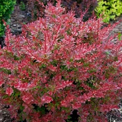 Барбарис ГОЛДЕН РИНГ тунберга  Барбарис ГОЛДЕН РИНГ тунберга в Иваново