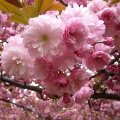 САКУРА  в Иваново