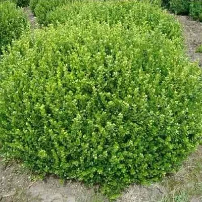 Самшит ФОЛКНЕР  Самшит ФОЛКНЕР в Иваново