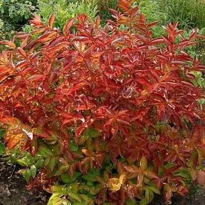 Вейгела ОГНЕННЫЕ КРЫЛЬЯ  Вейгела ОГНЕННЫЕ КРЫЛЬЯ в Иваново