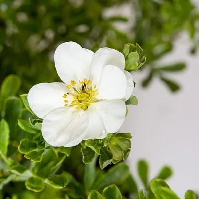 Лапчатка СНОУБЕРД кустарниковая  Лапчатка СНОУБЕРД кустарниковая в Иваново