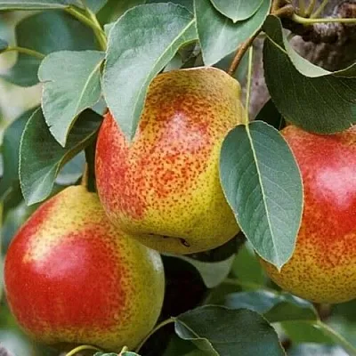 Груша ГОРНАЯ КРАСАВИЦА  Груша ГОРНАЯ КРАСАВИЦА в Иваново