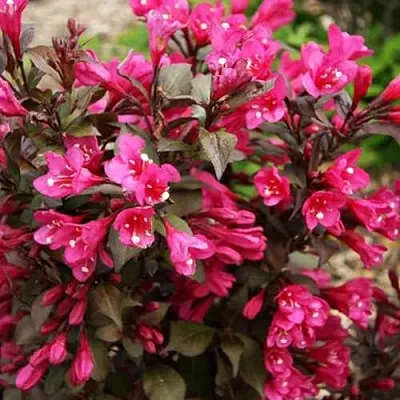 Вейгела БЛЭК РУБИ  Вейгела БЛЭК РУБИ в Иваново