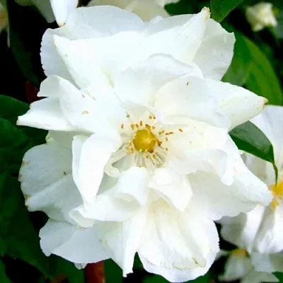 Жасмин РОЗАЦЕ  Жасмин РОЗАЦЕ в Иваново