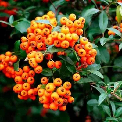 Пираканта ОРАНЖ ГЛОУ  Пираканта ОРАНЖ ГЛОУ в Иваново