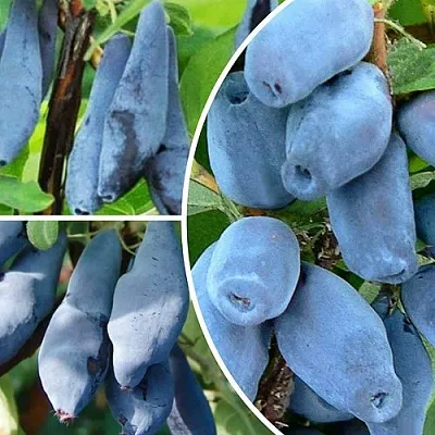 Комплект СИЯНИЕ ГЛАЗ в Иваново