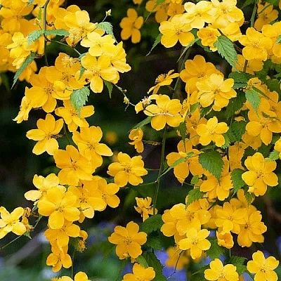 Керрия в Иваново