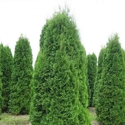 Туя КОЛУМНА западная  Туя КОЛУМНА западная в Иваново