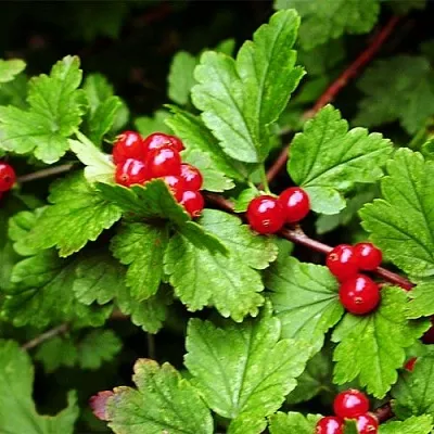 Смородина альпийская в Иваново