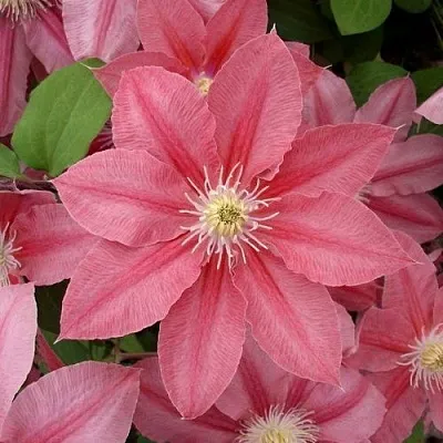 Клематис ЛИТЛ МЕРМЕЙД  Клематис ЛИТЛ МЕРМЕЙД в Иваново