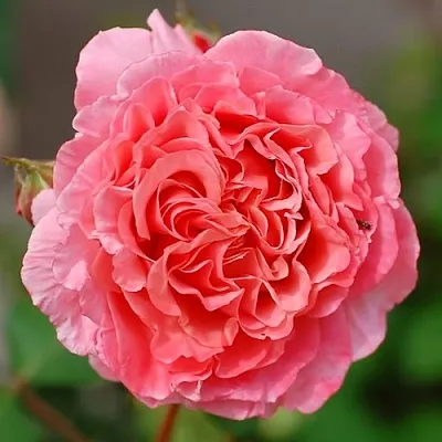 Саженцы роз ЛОРАН КАБРОЛЬ шраб  Саженцы роз ЛОРАН КАБРОЛЬ шраб в Иваново