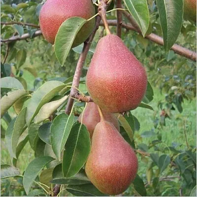 Груша РУМЯНАЯ КЕДРИНА  Груша РУМЯНАЯ КЕДРИНА в Иваново