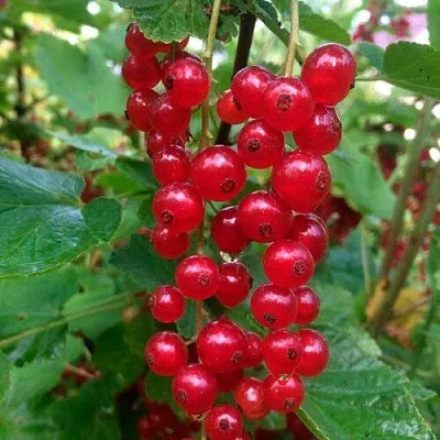 Смородина красная КОНСТАНТИНОВСКАЯ в Иваново