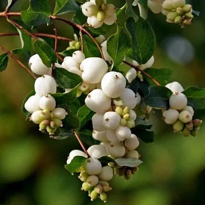 Снежноягодник в Иваново