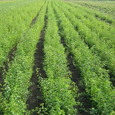 Подвой сливы ДИКАЯ АЛЫЧА в Иваново