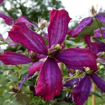 Клематис СВИТ САММЕР ЛАВ  Клематис СВИТ САММЕР ЛАВ в Иваново