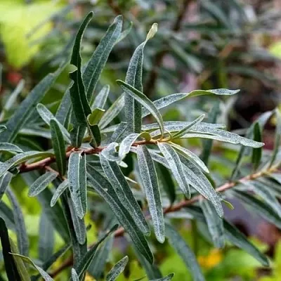 Облепиха АДАМ (МУЖСКАЯ)  Облепиха АДАМ (МУЖСКАЯ) в Иваново