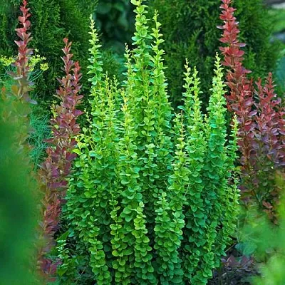 Барбарис ЭРЕКТА тунберга  Барбарис ЭРЕКТА тунберга в Иваново