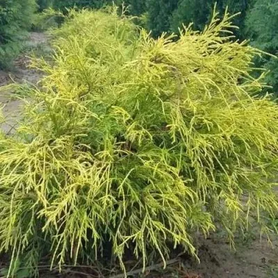 Кипарисовик ФИЛИФЕРА АУРЕА горохоплодный — описание сорта Кипарисовик ФИЛИФЕРА АУРЕА горохоплодный в Иваново