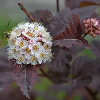Пузыреплодник в Иваново