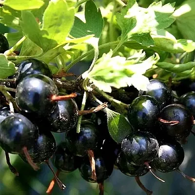 Золотистая в Иваново