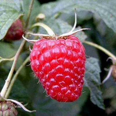 Саженцы Малины ремонтантной Полана