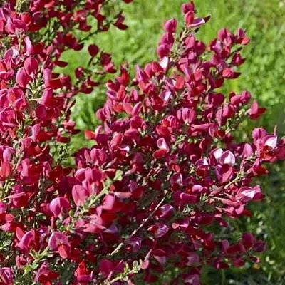 Ракитник БОСКОП РУБИ  в Иваново