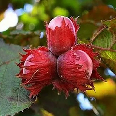 Фундук КРАСНЫЙ ЯНТАРЬ в Иваново