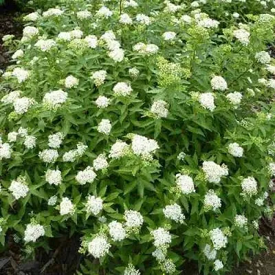 Спирея АЛЬБИФЛОРА японская  Спирея АЛЬБИФЛОРА японская в Иваново